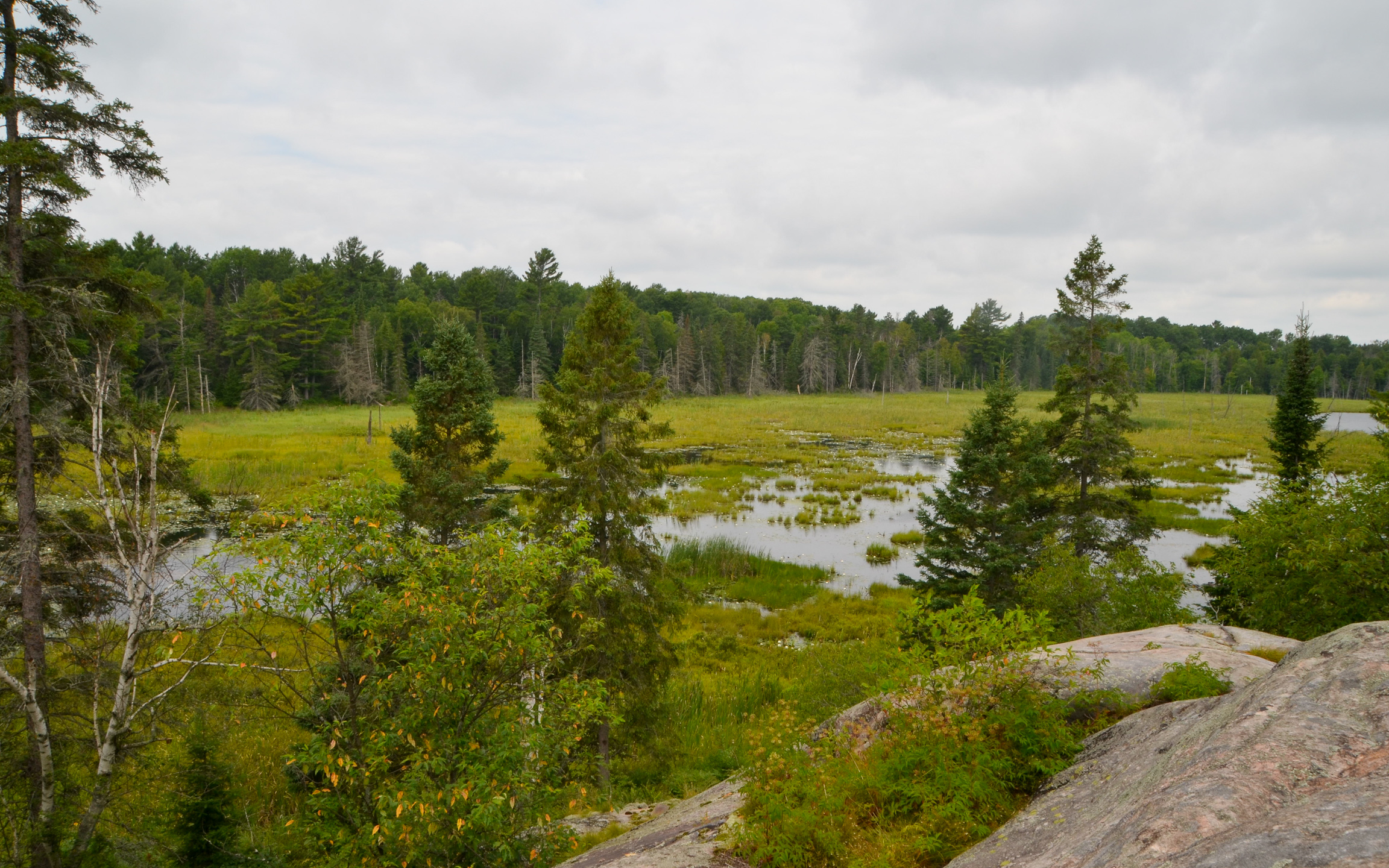 Beaver Dams trail wetlands.