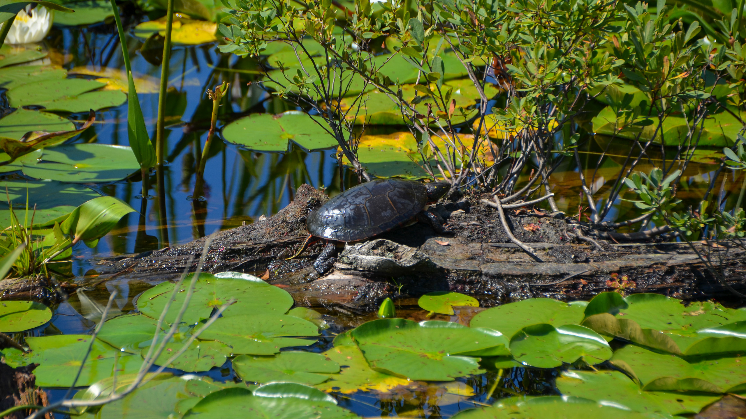A turtle in the wetlands
