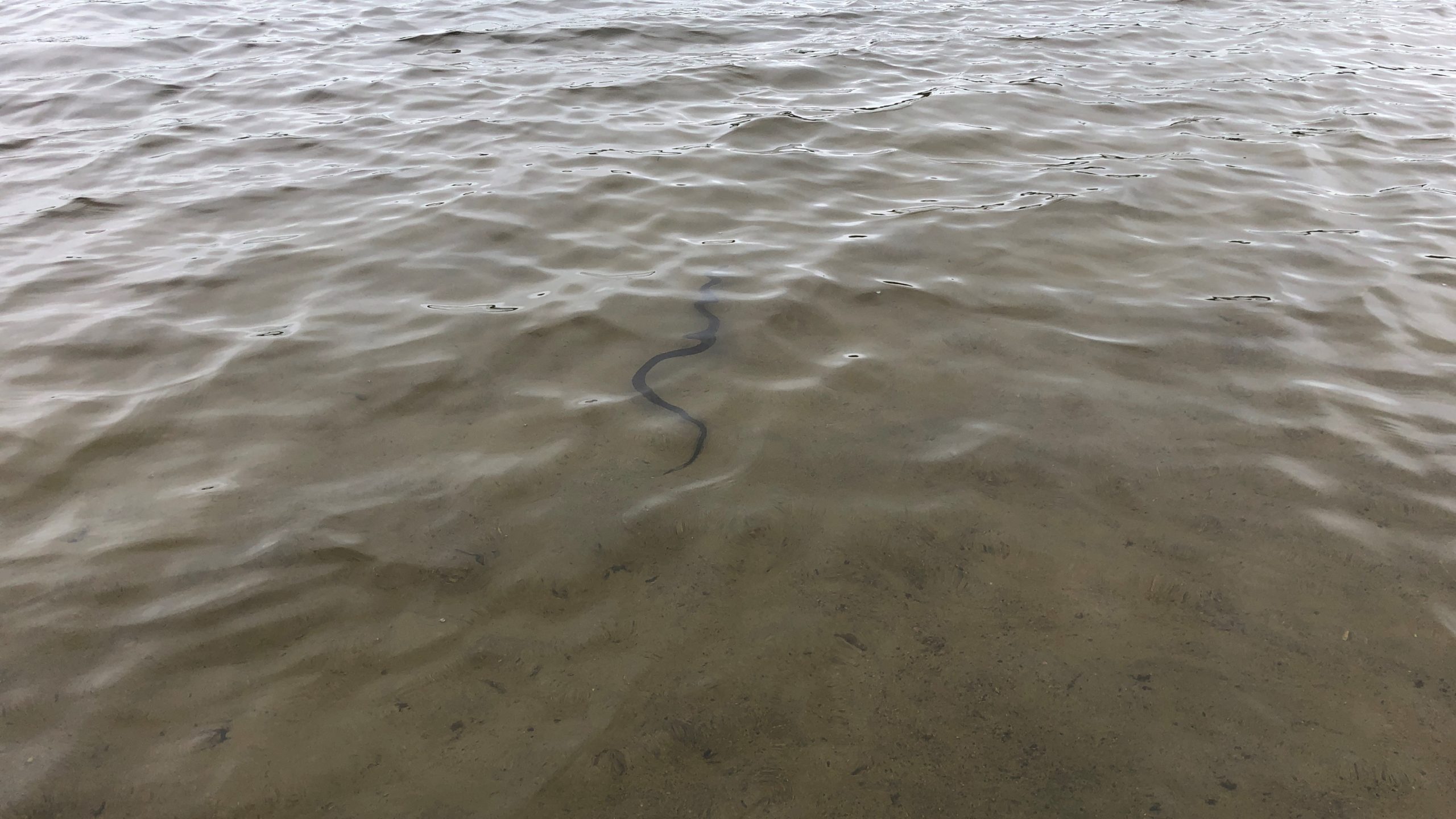 Northern Watersnake at Clear Lake, Grundy Provincial Park, Tanning
