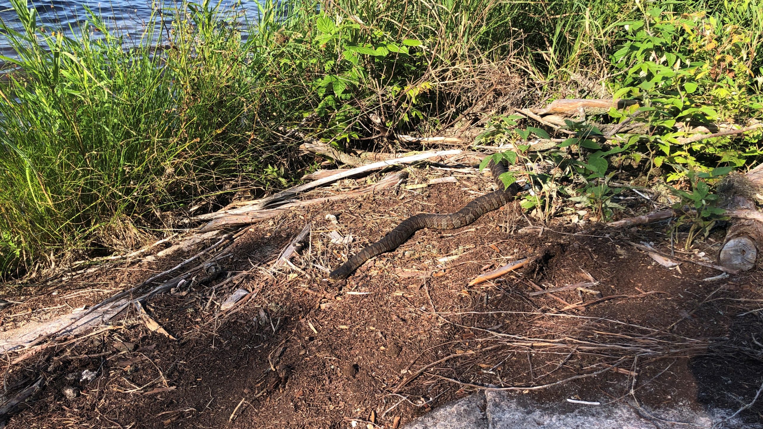 Northern Watersnake at Clear Lake, Grundy Provincial Park, Tanning