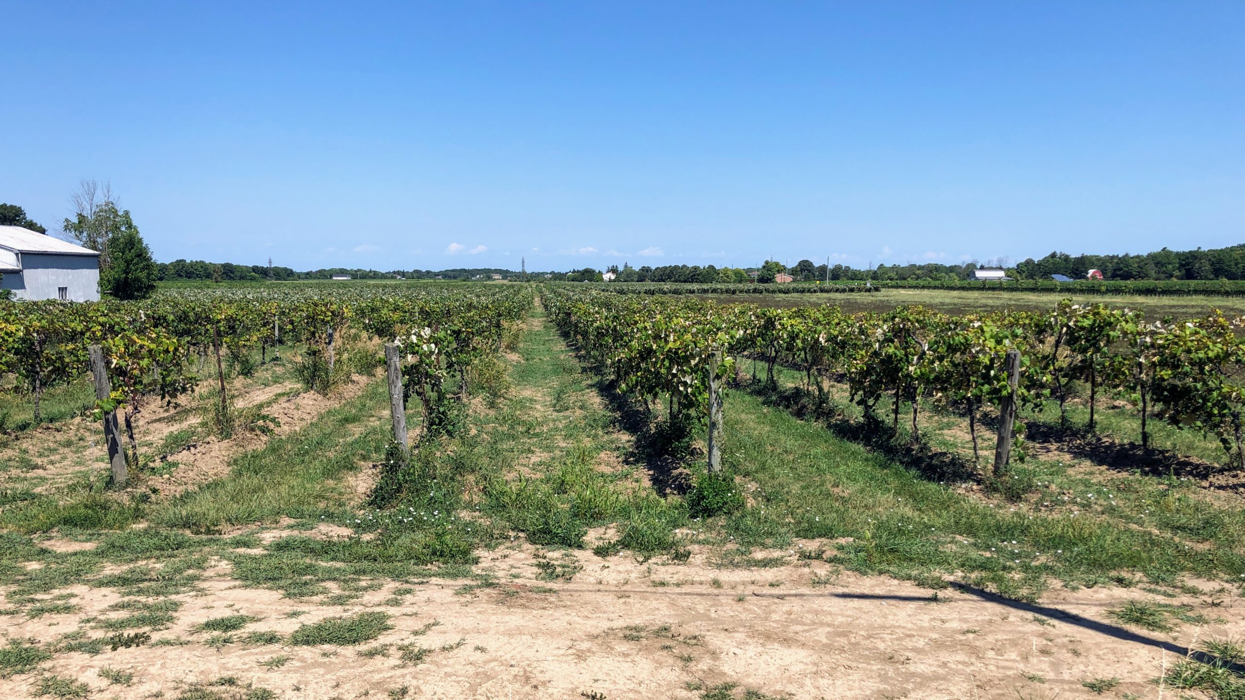 Wine country along the Niagara Escarpment on the Cannonball 300