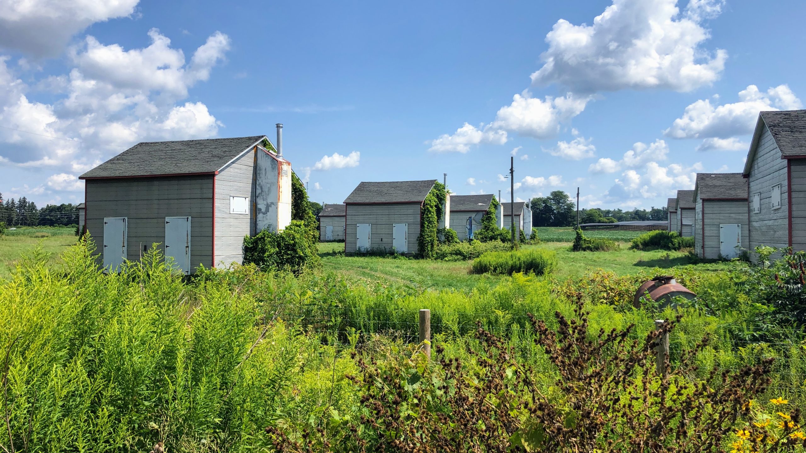 Tobacoo Kilns on the LE & N tract just outside of Simcoe