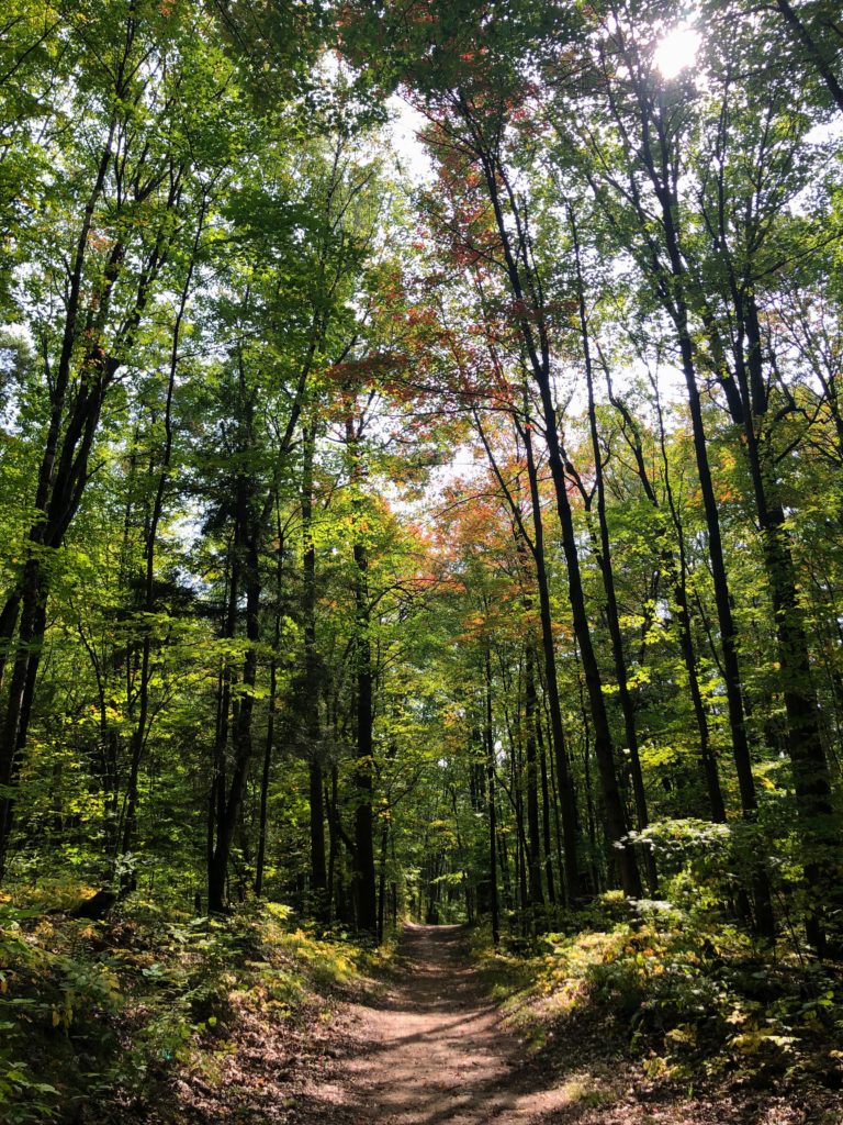 The views as as you enter Durham Forest.  Tall trees, hills, and doubletrack.