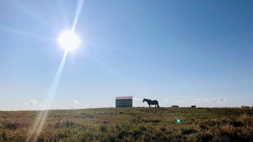 Sun bearing down at a solo horse at the Trinity Trotters Equestrian Farm