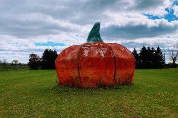 A Picture of Giant Road Side Pumpkin at Linton Family Farm In North Oshawa