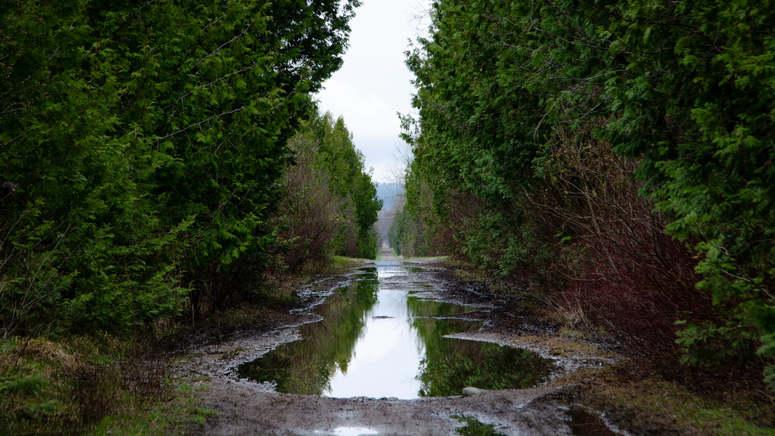 Massive puddle on the Victoria Rail Trail while riding the Tour of Scugog.