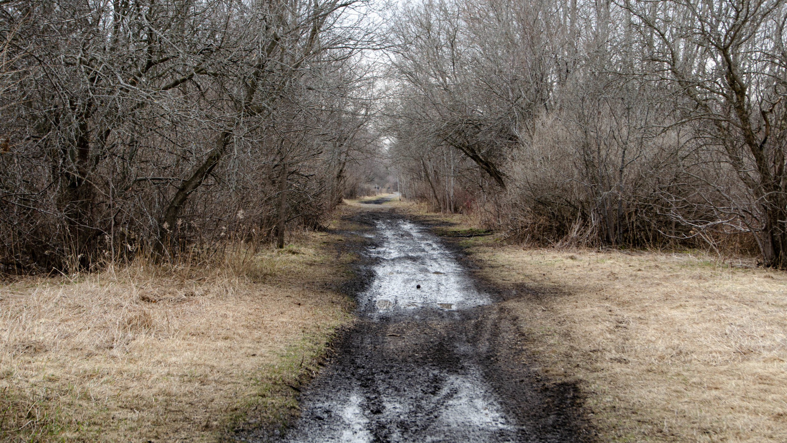 Picture of the muddy Trans Canada Trail in Cannington