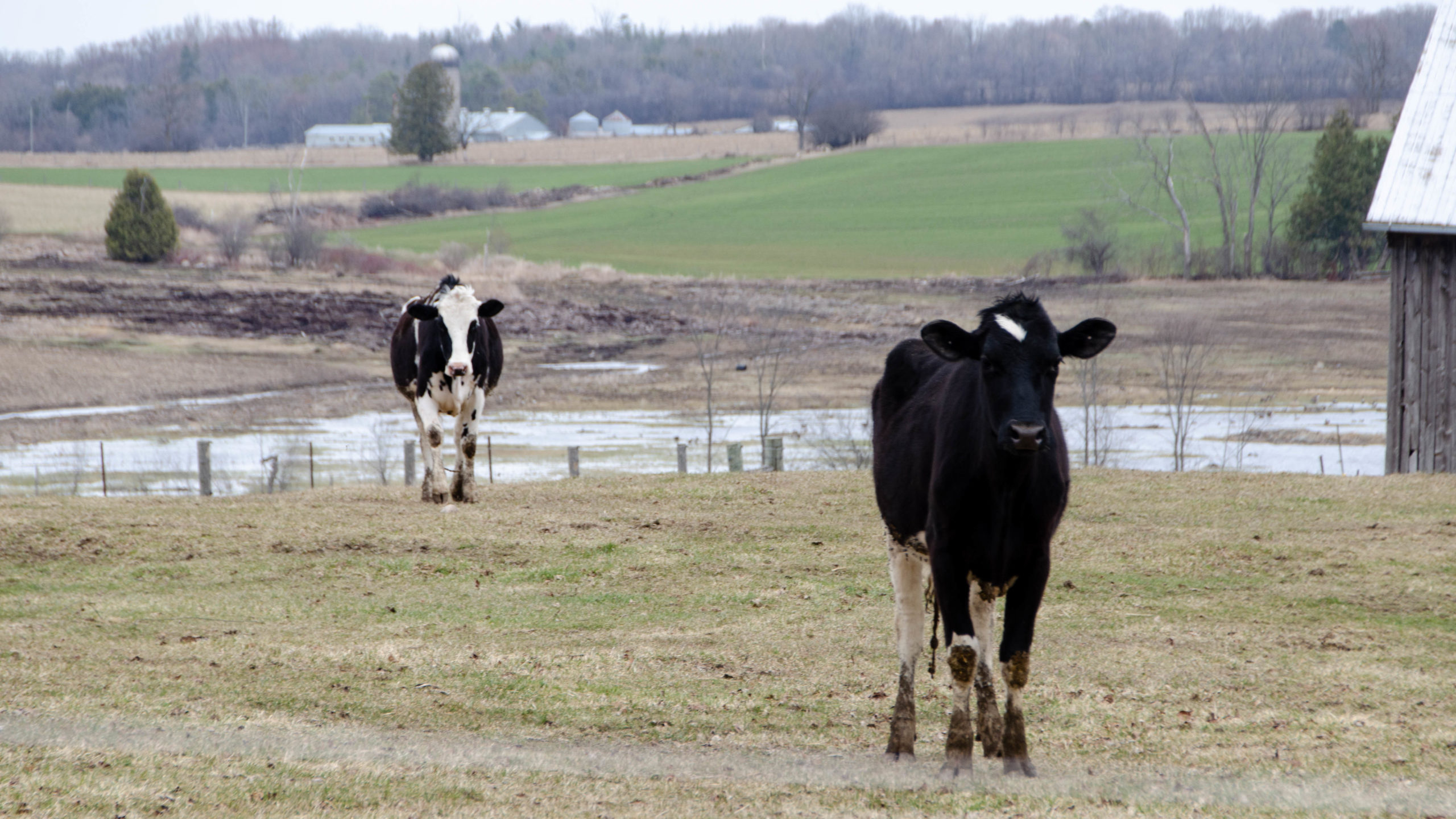 A picture of two cows watching us suffer on the Durham Destroyer The Rookie.