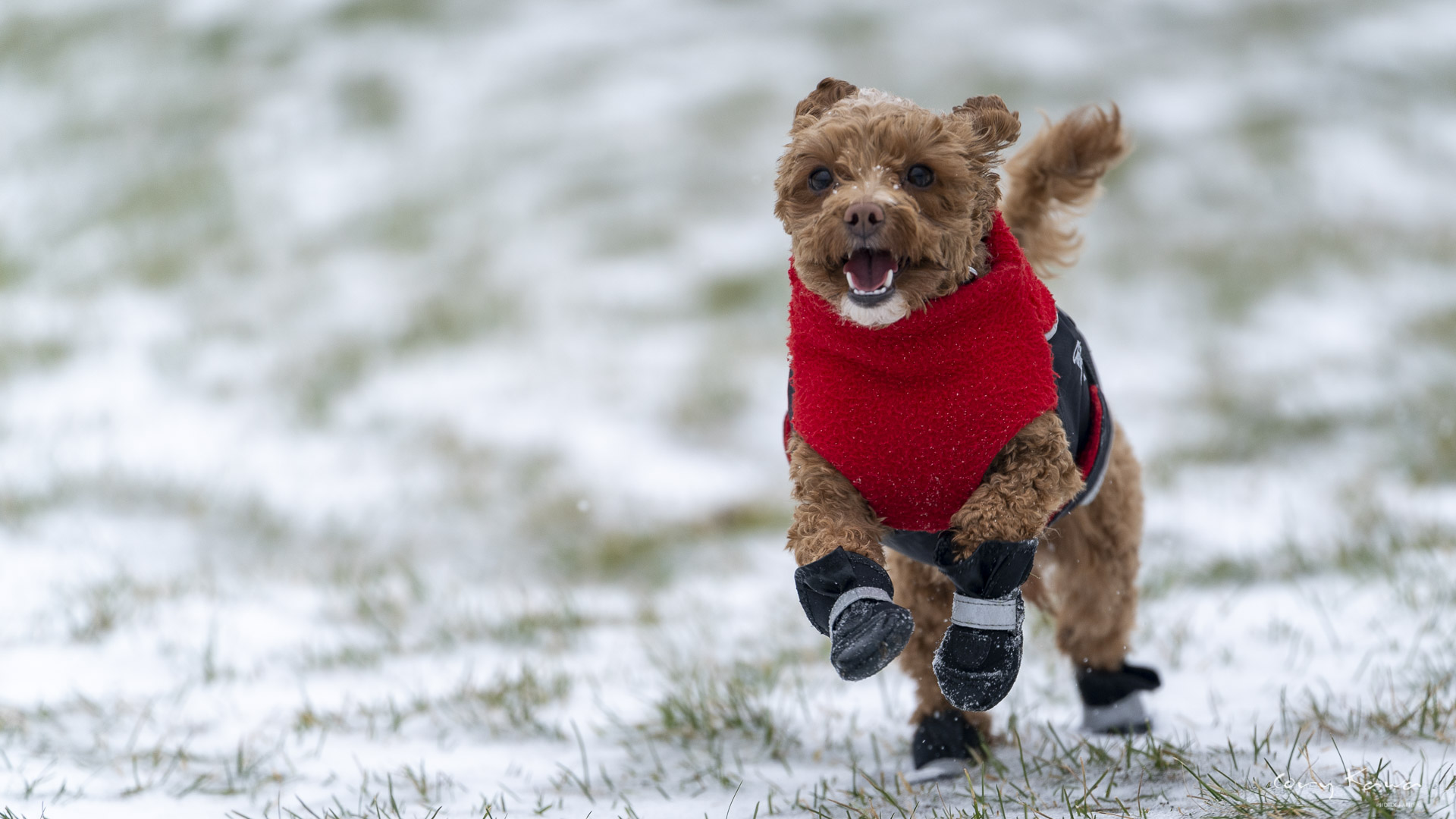 A small yorkie poo running through the snow