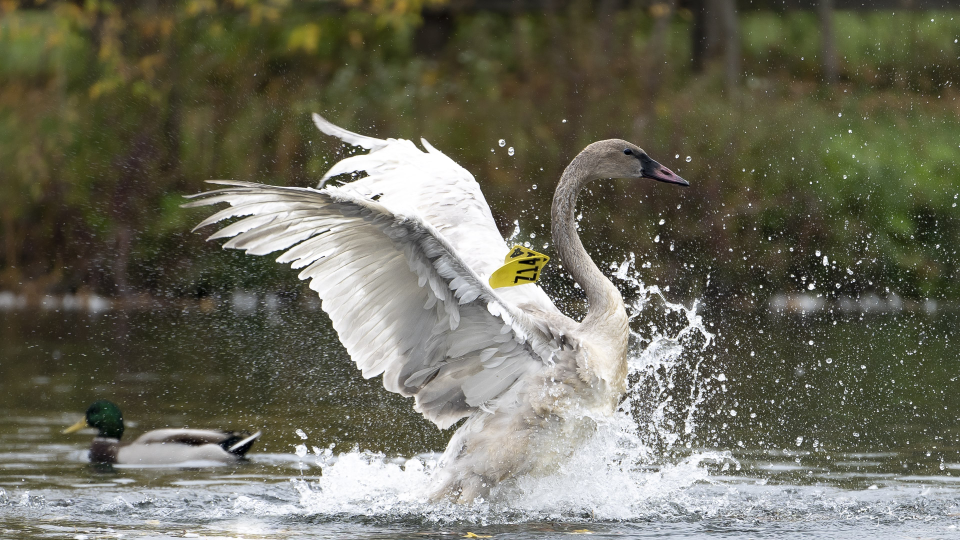 A baby trumpeter swan spreading it's wings