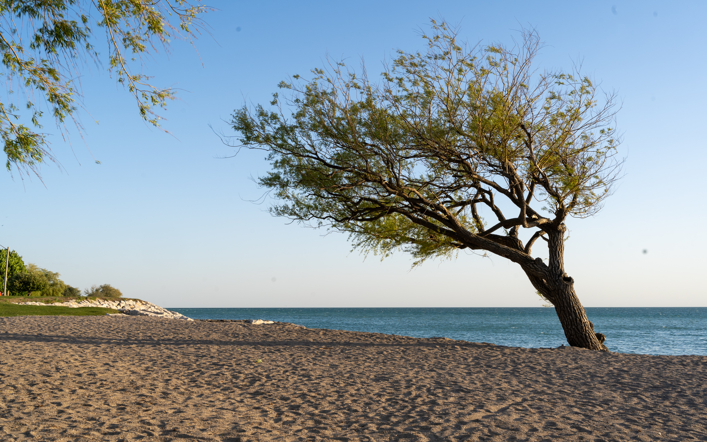 windswept tree on a beach