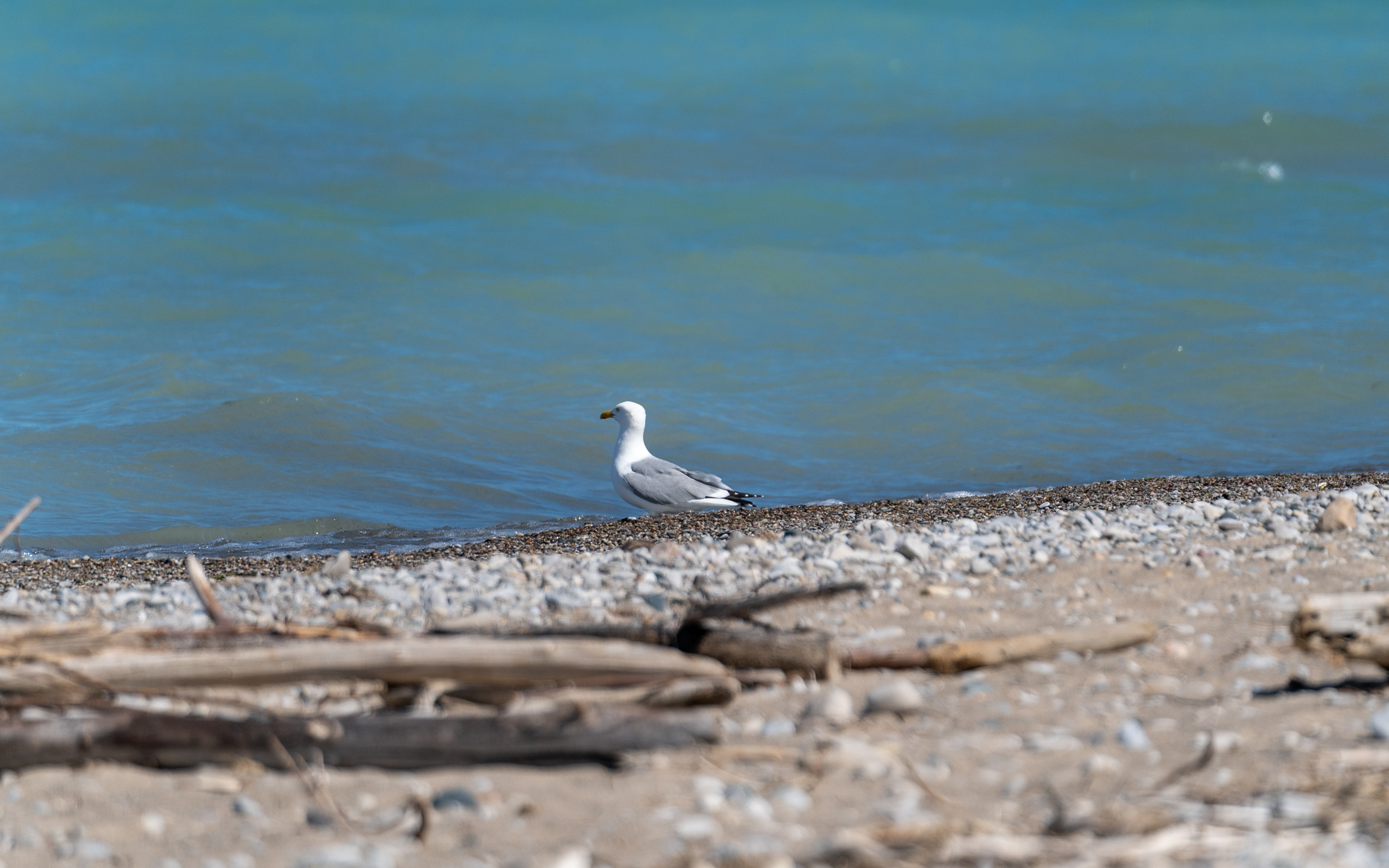Seagull sitting on a beach with Lake Huron in the Background.